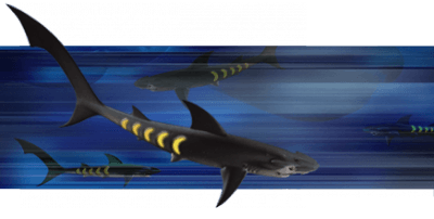 Requin lumière ou requin arc-en-ciel