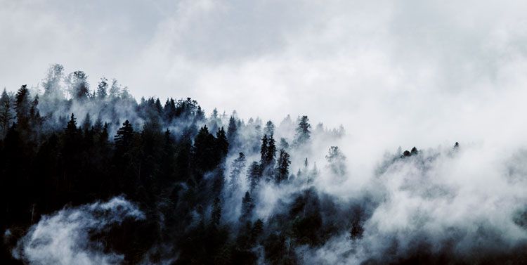 la taïga, son charme, sa brume matinale